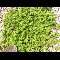 Phedimus spurius (fam Crassulacees) (Caucase) (1)